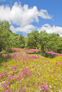 Olive Trees And Spring Flowers, Andalucia, Spain