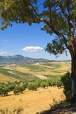 Olive Tree Grove, Andalusia, Spain