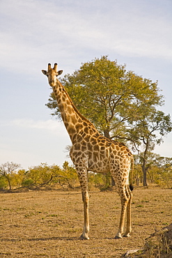 Giraffe (Giraffa Camelopardalis), Arathusa Safari Lodge, Sabi Sand Reserve, Mpumalanga, South Africa