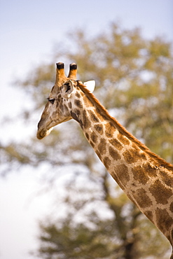 Giraffe (Giraffa Camelopardalis), Arathusa Safari Lodge, Sabi Sand Reserve, Mpumalanga, South Africa