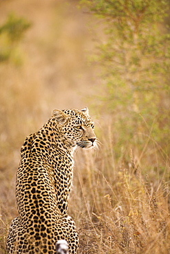 Leopard (Panthera Pardus), Arathusa Safari Lodge, Sabi Sand Reserve, Mpumalanga, South Africa