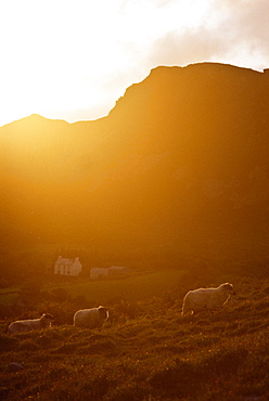 Ring Of Kerry Near Glenbeigh, Co Kerry, Ring Of Kerry, Ireland