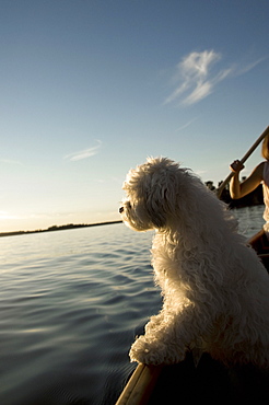 Lake Of The Woods, Ontario, Canada, White Dog Standing In Row Boat On Lake