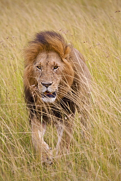 Lion (Panthera Leo), Masai Mara National Reserve, Kenya, Africa