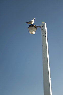 Seagull Perched On Lamppost