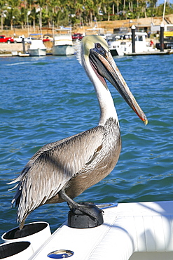 Pelican Sitting On Back Of Boat, Cabo San Lucas, Mexico