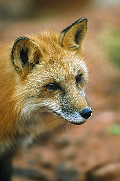 Red Fox (Vulpes Vulpes), Utah, Usa