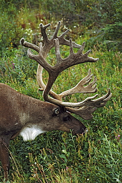 Caribou Bull (Rangifer Tarandus) With Velvet Antlers, Feeding On Tundra Vegetation, Denali National Park And Preserve, Alaska, Usa