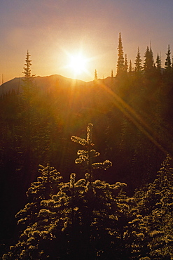 Sunburst Over Fir Trees, Olympic National Park, Washington, United States of America