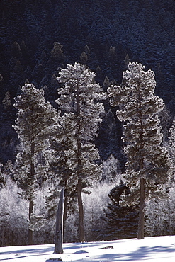 Frost On Ponderosa Pines (Pinus Ponderosa), Jamez Mountains, New Mexico, Usa