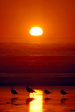 Seagulls, Shishi Beach, Washington, Usa