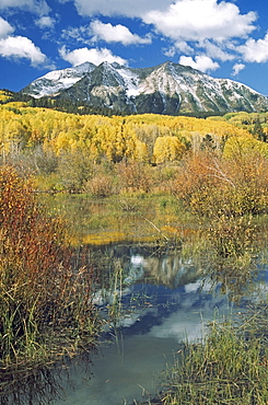 Beaver Pond Reflects Autumn Aspen Stand (Populus Tremuloides)