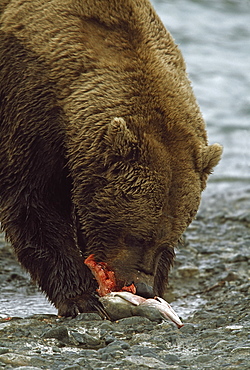 Alaskan Brown Bear Eating Salmon At Edge Of River, Alaska, Usa