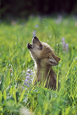 Wolf Puppy Howling In Mountain Meadow