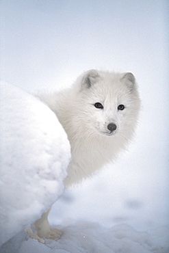 Arctic Fox Exploring Fresh Snow, Alaska, Usa