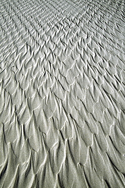 Pattern In Firm Sand