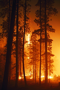 Prescribed Fire In Ponderoase Pine Forest (Pinus Ponderosa), Jemez Mountains, New Mexico, Usa