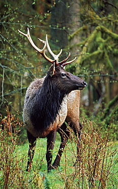 Roosevelt Elk (Cervus Canadensis Roosevelti), Olympic National Park, Washington, Usa