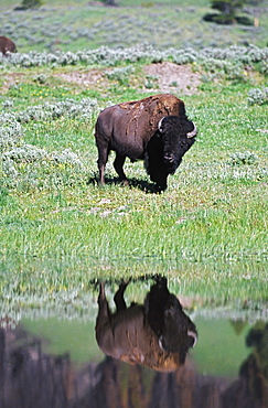 Bison Reflected In Stream In Grassland