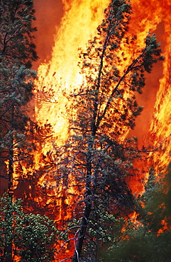 Huge Flames From Wildfire, Shasta-Trinity National Forest, California, Usa