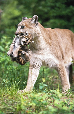 Mountain Lion Carrying Cub By The Nape Of Its Neck