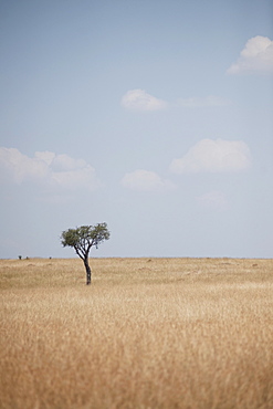 Savannah, Kenya, Africa