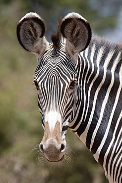 Zebra, Kenya, Africa