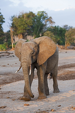 Elephant, Kenya, Africa