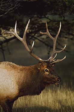 Bull Elk (Cervus Canadensis) Displaying Five-Point Antlers