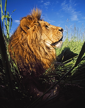 Lion (Panthera Leo) With Big Mane Laying In Tall Green Grass