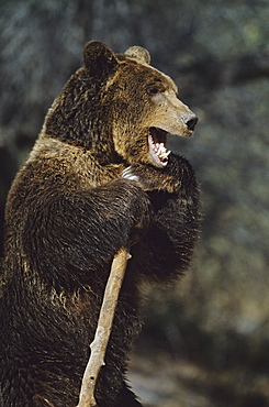 Grizzly Bear Standing Upright While Holding A Large Stick, Captive, Native To North America