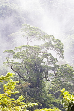 Mist Over A Rainforest, Republic Of Costa Rica