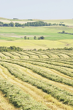 Alberta, Canada, Cut Canola Field And Rolling Hills