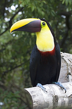 Costa Rica, Toucan On A Perch