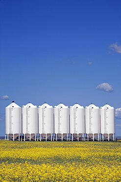 Grain Bins In A Canola Field