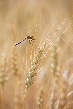 Close Up Of Wheat Head And A Dragonfly