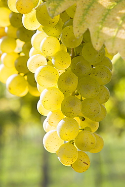 White Grapes