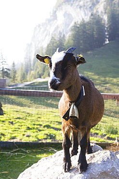 Goat Kid, Bad Goisern, Salzkammergut, Austria