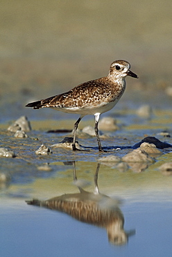 Black-Bellied Plover (Pluvialis Squatarola) In Winter Plumage Reflected In Tide Pool Along Shoreline, Florida, Usa