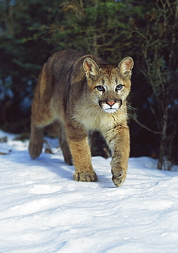 Mountain Lion (Felis Concolor), Idaho, Usa