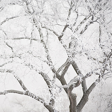 Winnipeg, Manitoba, Canada, Tree Branches Covered In Snow