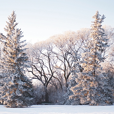 Winnipeg, Manitoba, Canada, Trees Covered In Snow