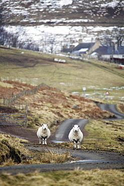 Scottish Borders, Scotland, Two Sheep On The Road