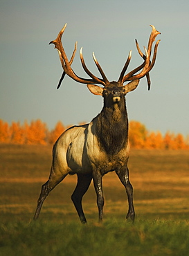 Alberta, Canada, Elk (Cervus Canadensis)