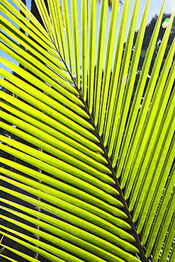 Hawaii, United States Of America, Pattern Formed By Frond Of Young Coconut Tree (Cocos Nucifera)