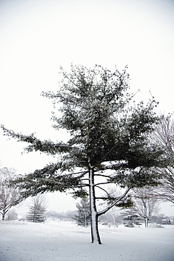 Jordan, Ontario, Canada, Trees In A Park Covered With Snow