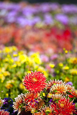 Willamette Valley, Oregon, United States Of America, A Variety Of Dahlias In A Field