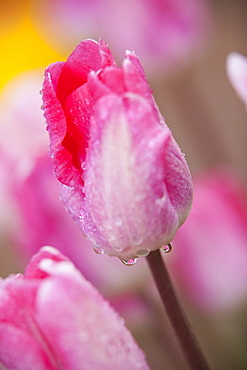 Woodburn, Oregon, United States Of America, Pink Tulips