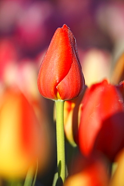 Woodburn, Oregon, United States Of America, Close Up Of A Closed Tulip