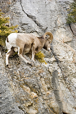 Banff, Alberta, Canada, Mountain Sheep Precariously Perched On A Cliff Face